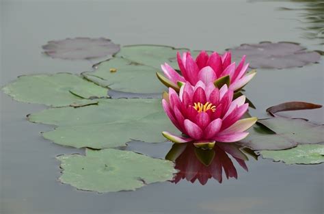 睡蓮 風水|睡蓮風水大揭秘：家中養睡蓮對風水好嗎？原來答案是這樣的！